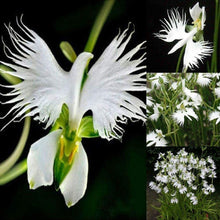 Japanese Radiata Seeds for growers filling out the Urban Garden & Flower Bed