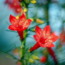Standing Cypress Seeds (Ipomopsis rubra) for seasonal color across the pollinator and wildflower gardens