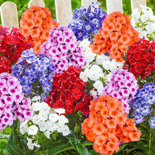 Heirloom Phlox Drummondii California Mountain Seeds