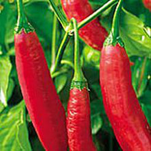 Aji Brazilian Dedo de Moça Pepper Seeds (Capsicum baccatum) known for backyard Growing