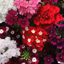 Verbena Obsession Mix Seeds for gardeners building out beds and borders
