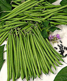 Snap String Beans Seeds for growers stocking a kitchen garden