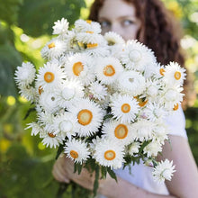Strawflower Helichrysum Bracteatum White Seeds prized for cutting Dried Displays