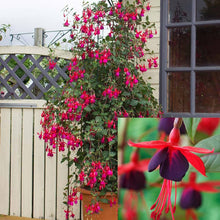 Fuchsia Fuchsia Hybrida Seeds for colorful blooms in the Hanging Shaded Garden Areas