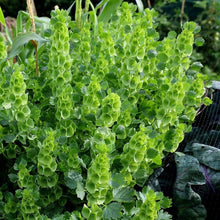 Bells of Ireland Seeds (Molucella laevis) for growers filling out the Flower Bed