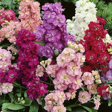 Sera Stock Matthiola Hot Cakes Seeds prized for colorful, Fragrant Blooms