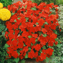 Impatiens Garden Balsam Multicolor Potted Seeds for a colorful addition to any planting