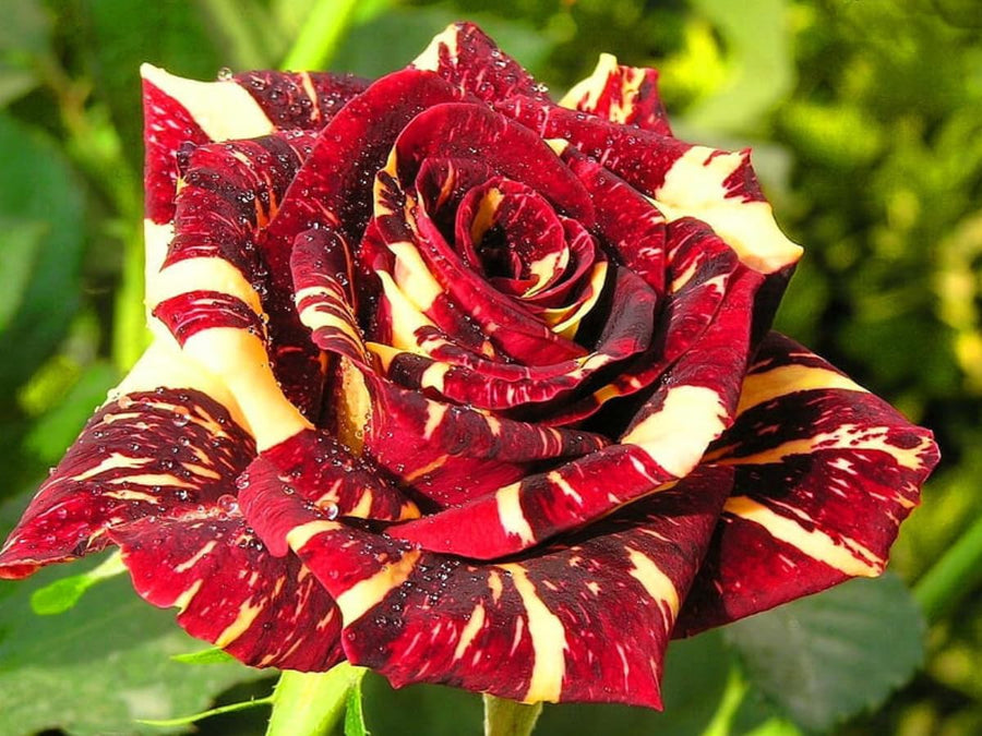 Dark orange Osiria rose flower seeds