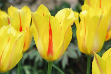 Tulip Yellow Tulip Seeds for reliable seasonal color