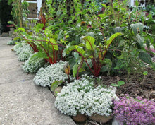 Snow Anaphalis Seeds for gardeners building out beds and borders