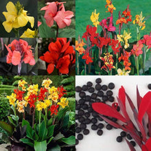 Mixed Cane Lily Bonsai Seeds for growers establishing the Exotic Perennial Home Garden Growing