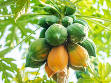 Papaya Seeds et  Ornamental Garden Plant Garden Plant Seeds