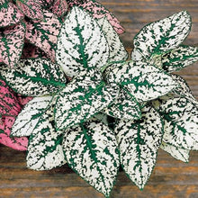 Hypoestes Splash Mix Seeds for growers filling out the Colorful Indoor Garden