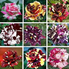 Rose Rosa spp. flower seeds for home garden and container planting - for planting in home garden