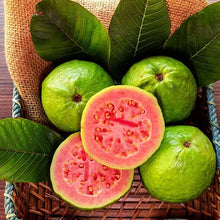 Guava Seeds (Psidium guajava) for a homegrown harvest from the Tropical Garden