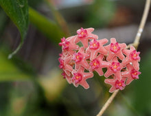 Hoya Seeds for long-term planting in the Bonsai & Home Garden