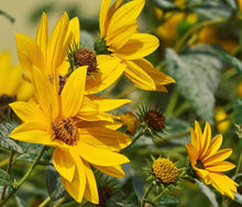 Sunflower Helianthus Maximilianus Seeds for seasonal color across the Pollinator Tall Borders
