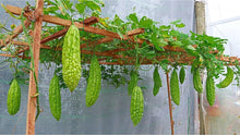 Bitter Melon Seeds (Momordica charantia) for growers stocking the Home Garden & Vegetable Patch