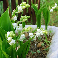 Orchid Convallaria Majalis Seeds (Giglio della) for growers filling out the Home Garden Displays