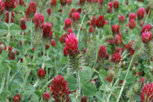 Italian Clover Seeds (Trifolium repens) grown for soil Cover Crop