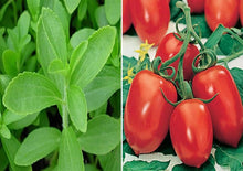 Roma VF Tomato Seeds for growers stocking the Home Garden Vegetable Patch