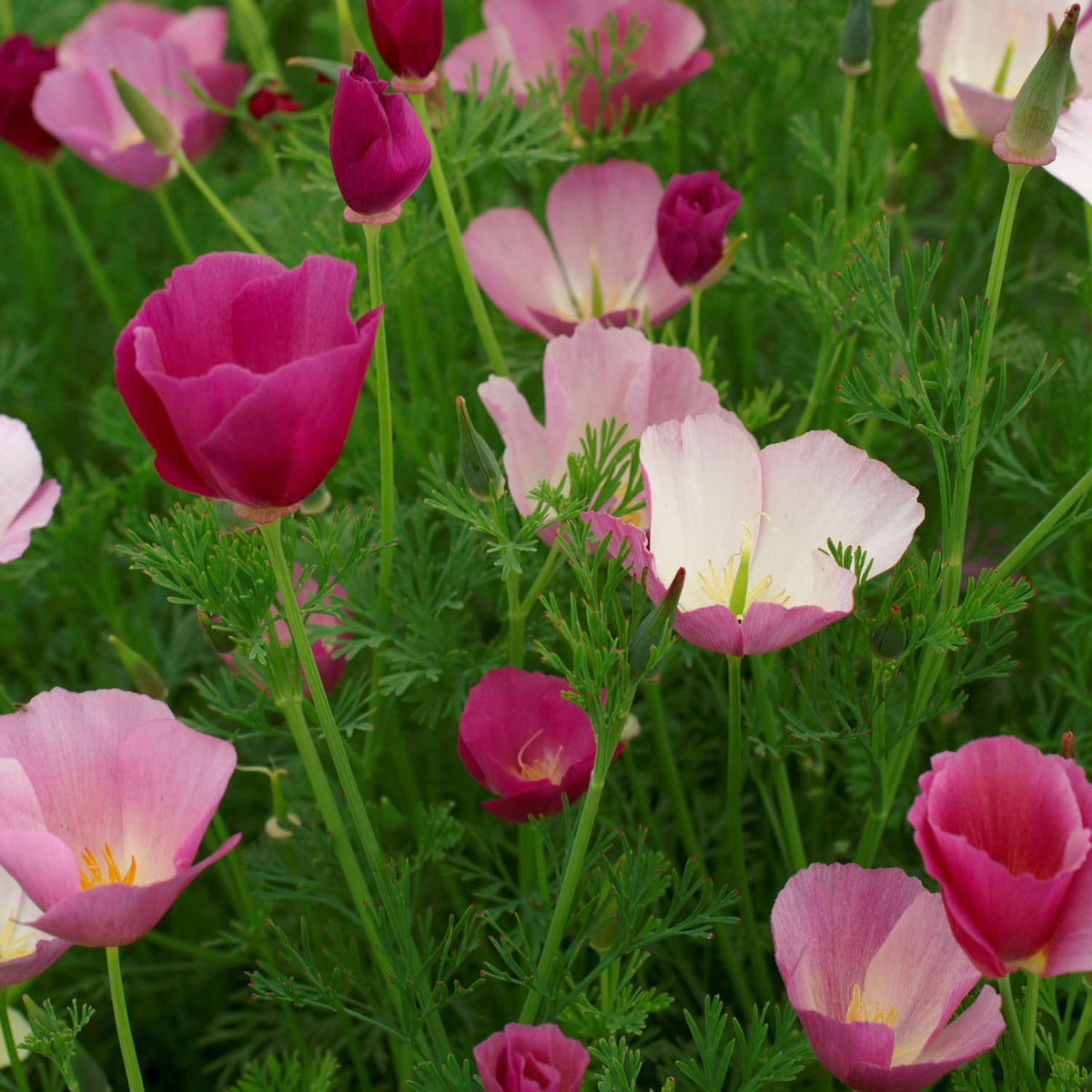 California purple gleam poppy flowering seeds