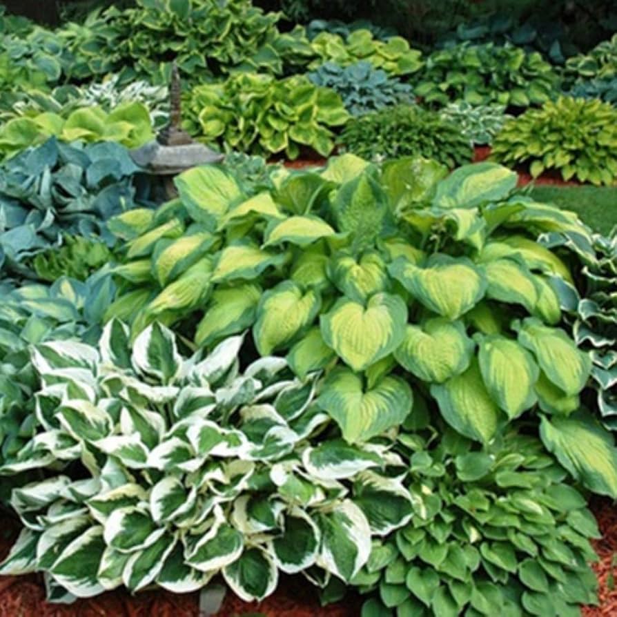 Hosta Perennial Plant ��������� Hosta spp. ��������� for mixed garden planting