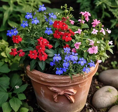 Kalanchoe Magic Mixed Easy Grow Plant - for planting in home garden