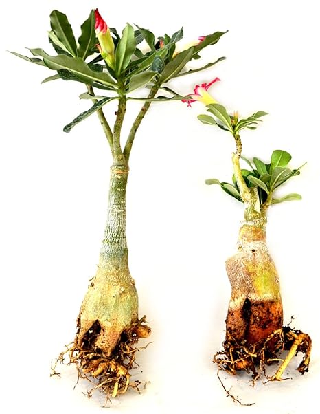 Adenium Desert Rose Mixed Colors Succulent Flower - for planting in home garden
