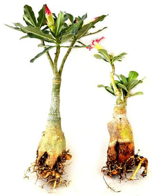 Adenium Desert Rose Mixed Colors Succulent Flower - for planting in home garden