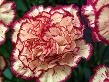 Garofano Orange Dianthus Caryophyllus Seeds for sweet homegrown fruit in the flower bed