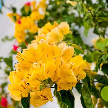 Bougainvillea Seeds (Bougainvillea spp.) for colorful blooms in the Urban Garden & Flower Bed