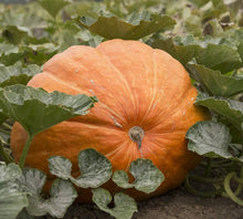 Heirloom Non-GMO Pumpkin Wool Seeds valued by growers for unique Pumpkin Growing