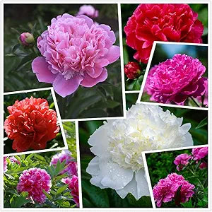 Chinese Suffruticosa Peony Seeds for Potted Plants and Garden Decoration