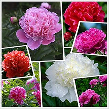 Peony Paeonia spp. for planting in flower bed