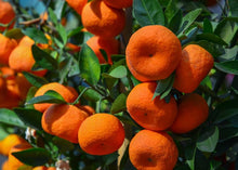 Mandarin Dream Seeds (Citrus reticulata) for sweet homegrown fruit in the Tropical Garden