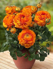 Ranunculus Seeds (Ranunculus asiaticus) for colorful blooms in the home garden flower beds