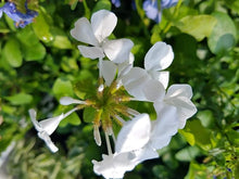 Leadwort Seeds (Plumbago auriculata) for a bright addition to the Flower Bed & Garden