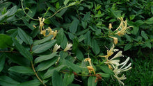 Lonicera Japonica Seeds for a colorful addition to any planting