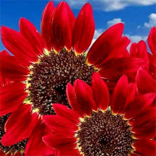 Helianthus Red Sunflower Seeds for gardeners building out beds and borders