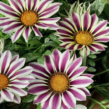 Gazania Kiss White Seeds for growers seeking a long-blooming display