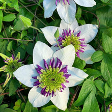 Clematis Climbing Plants for training up trellises and fences