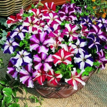 Rare Organic Petunia Seeds for reliable seasonal color