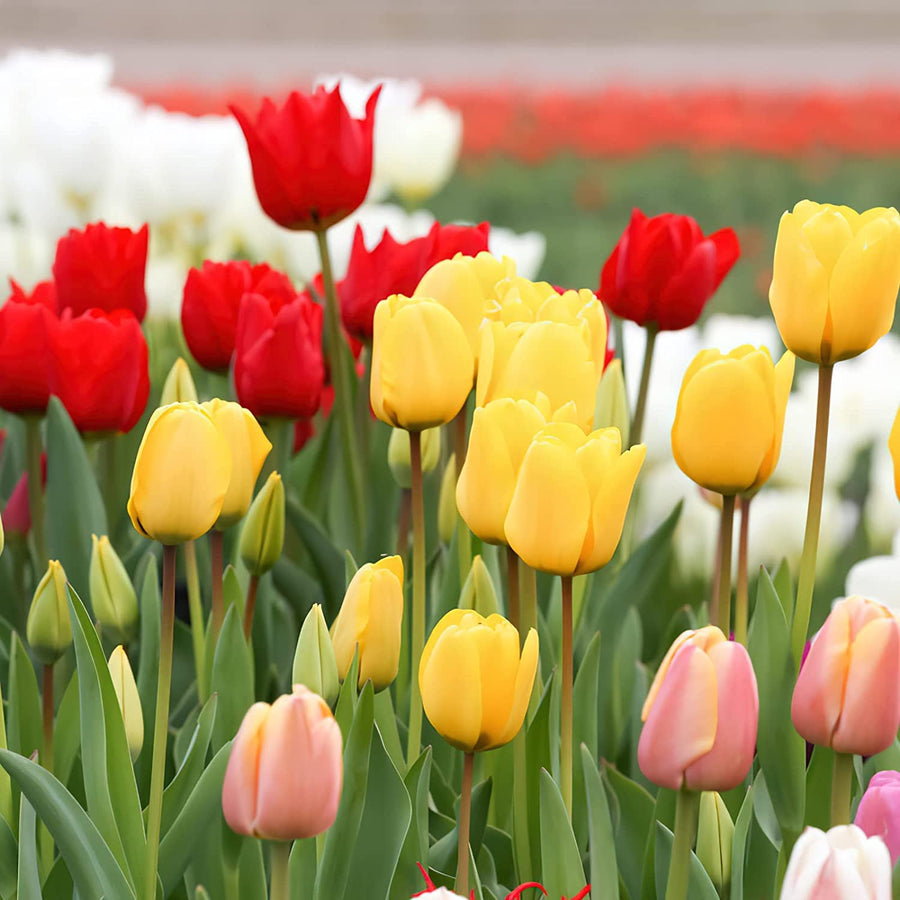 Mixed Tulip Tulipa gesneriana for balcony garden