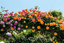 DIY Home Garden Climbing Rose Seeds for training up trellises and fences