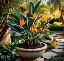 Orange Strelitzia Reginae Bird of Paradise Seeds for a lasting display in the Tropical Garden