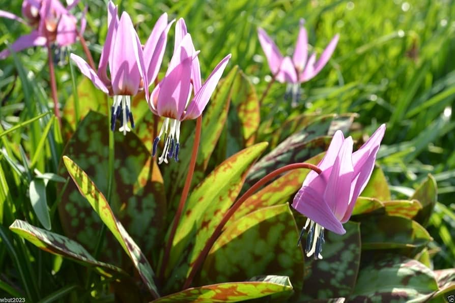 Erythronium Dens-Canis Lily for planting