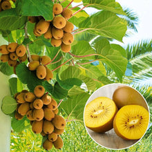 Kiwi Mini Fruit Tree Seeds