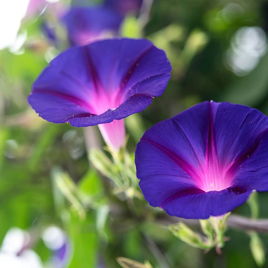 Morning Glow petunia seeds for garden planting