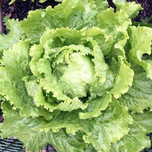Iceberg Heading Lettuce Seeds